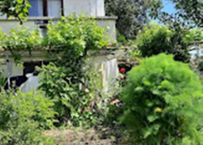 варвара- ятрус *