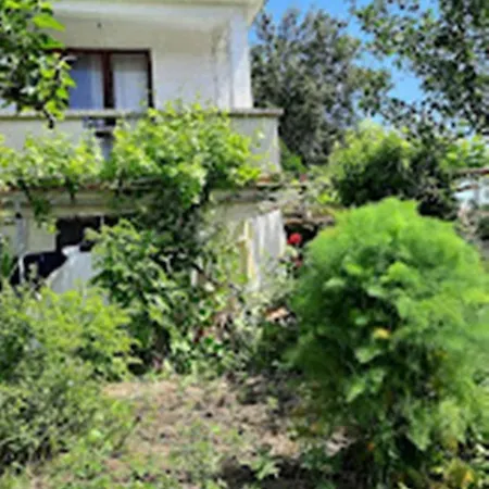 варвара- ятрус *